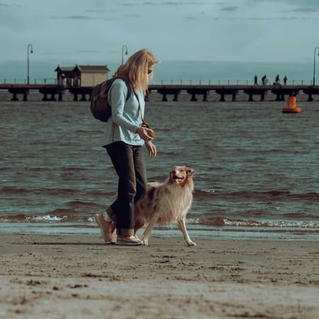 Image of: 8 Ways to Help a Senior Dog Stay Social and Engaged