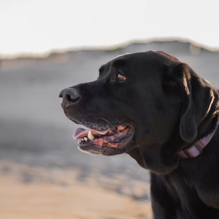 Image of: 11 Things Only Owners of Gray-Muzzled Dogs Will Understand