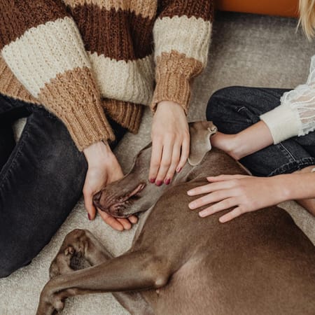Image of: 6 Gentle Massage Techniques That Soothe Senior Dogs