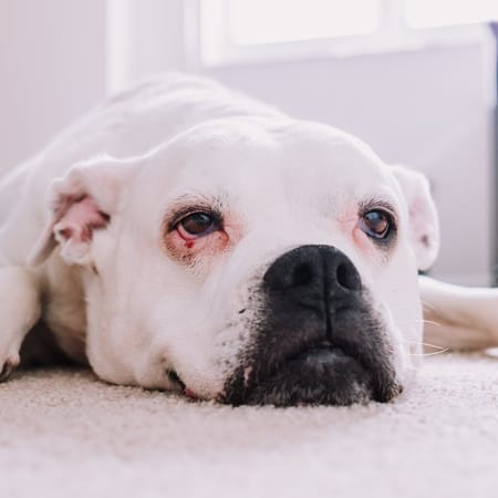 Image of: 4 Peptides That Can Boost Your Senior Dog's Vitality