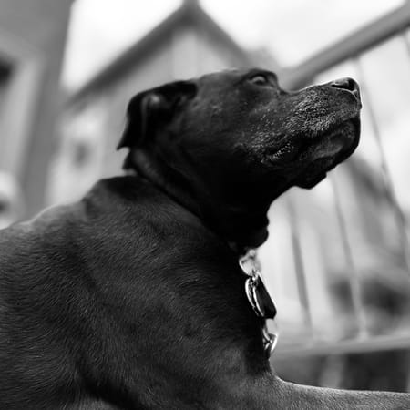 Image of: 7 Common Mistakes Owners Make With Senior Dogs (And How to Avoid Them)