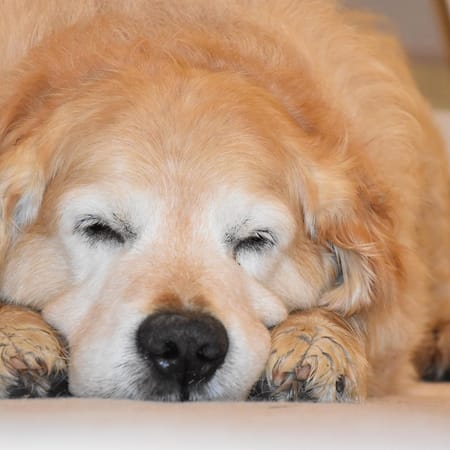 Image of: 5 Senior Dog Sleep Struggles (And How to Help)