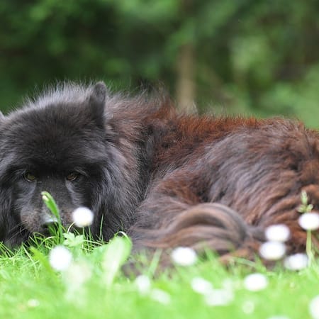 Image of: 5 Ways to Say Thank You to the Dog Who’s Given You Everything