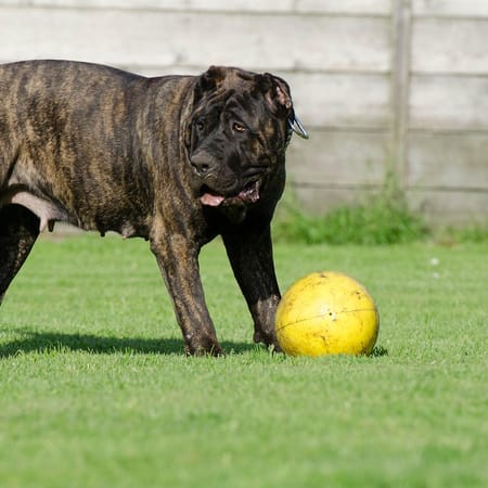 Image of: 11 Quiet Moments With Senior Dogs That Stay With You Forever