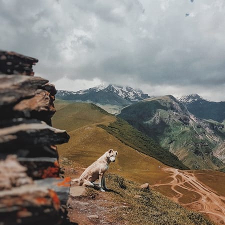 Image of: 7 Fun Ways to Document Your Senior Dog’s Final Chapter