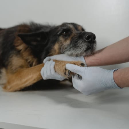 Image of: 10 Tiny Signs of Pain in Senior Dogs You Shouldn’t Ignore