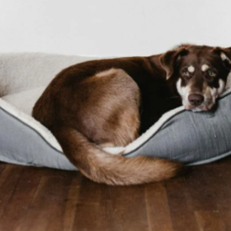 Image of: 12 Things That Change When You’ve Loved a Dog From Puppyhood to Old Age