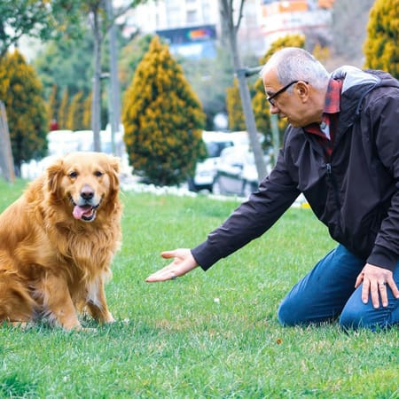Image of: 6 Reasons Senior Dogs Are the Ultimate Therapy Companions