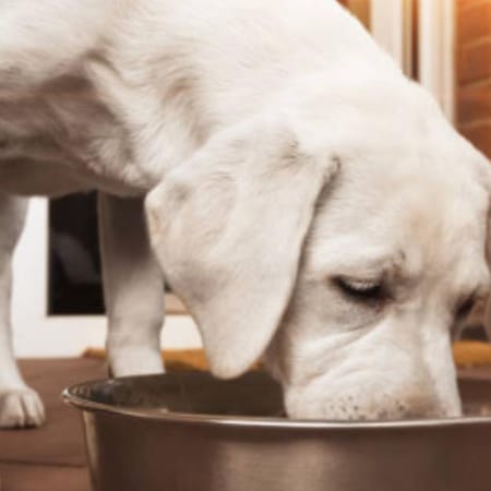 Image of: The Anti-Cancer Dog Bowl: Best Foods, Herbs, and Compounds That Reduce Tumor Risk