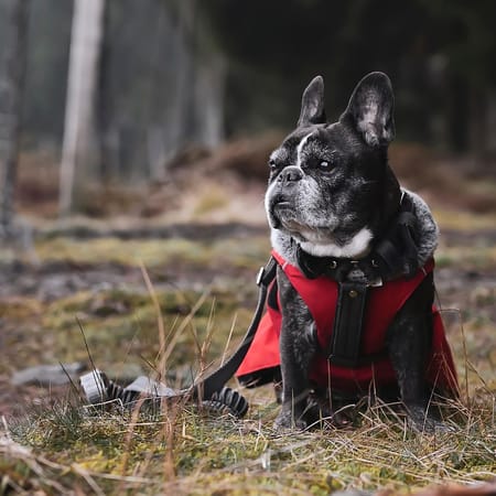 Image of: 9 Senior Dog Adoption Myths—Debunked