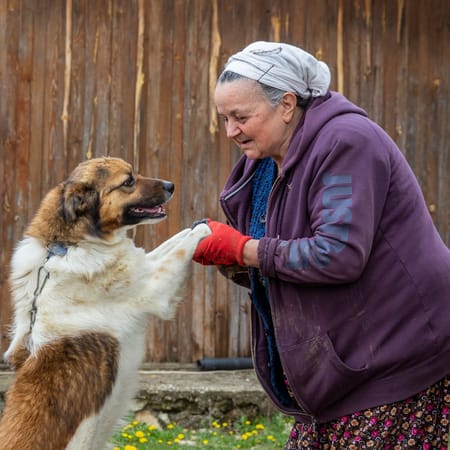 Image of: 5 Reasons Your Next Dog Should Be a Senior