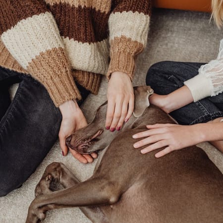 Image of: 10 Moments That Remind You Your Dog Is Getting Older