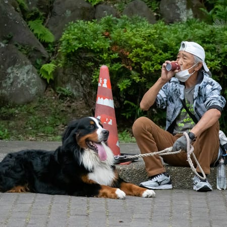 Image of: 11 Ways Senior Dogs Change the Way You Love