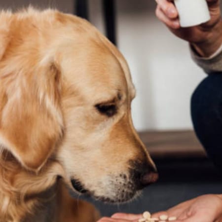 Image of: Can Melatonin Slow Aging? Sleep-Longevity Connections in Senior Dogs