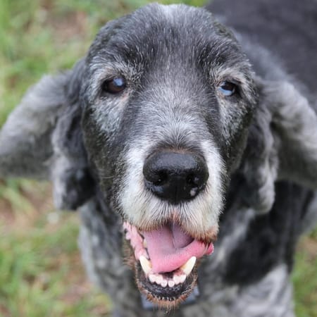 Image of: Gut-Brain Axis in Senior Dogs: Postbiotics, Precision Probiotics & Longevity