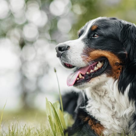 Image of: Mitochondrial Antioxidants for Senior Dogs: Spotlight on MitoQ, SkQ1 & PQQ