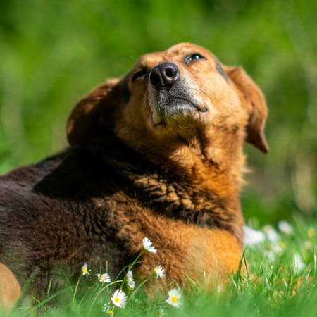 Image of: The Future of Senior Dog Arthritis: IL-1 Inhibitors & Monoclonal Antibodies Explained