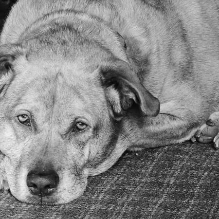 Image of: Night Pacing + Restlessness: sleep protocol for older dogs