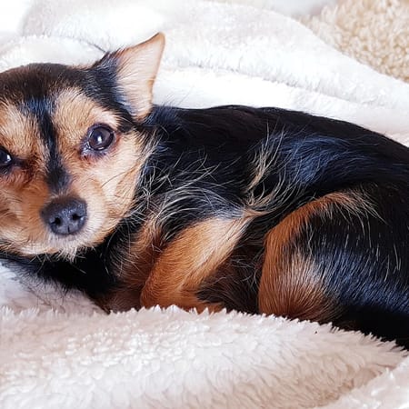 Image of: Peptide Thymalin: Reviving Immune Function in Elderly Dogs