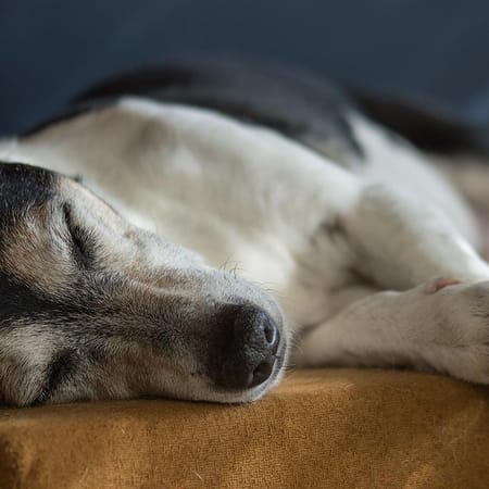 Image of: “My Senior Dog Is Leaking Urine While Sleeping”: what it could mean and what to do