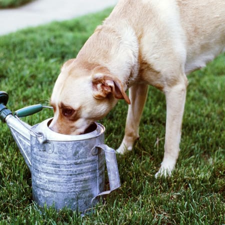 Image of: “My Senior Dog Is Drinking Way More Water”: what it could mean and what to do