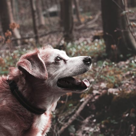 Image of: Reducing AGEs (Advanced Glycation End Products) for Longer Dog Lifespans