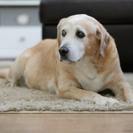 Image of: “My Senior Dog Keeps Asking to Go Outside”: what it could mean and what to do