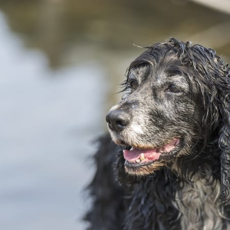 Image of: “My Senior Dog Has Bad Breath All of a Sudden”: what it could mean and what to do