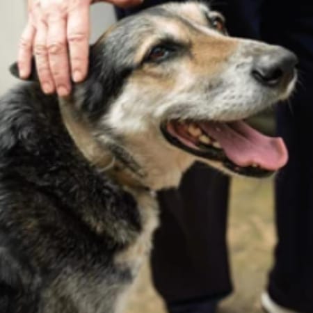 Image of: “My Senior Dog Won’t Stop Licking the Air”: what it could mean and what to do