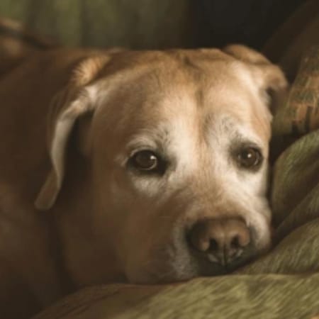 Image of: “My Senior Dog Groans When They Lie Down”: what it could mean and what to do