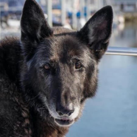 Image of: “My Senior Dog Gets Stuck Behind Furniture”: what it could mean and what to do