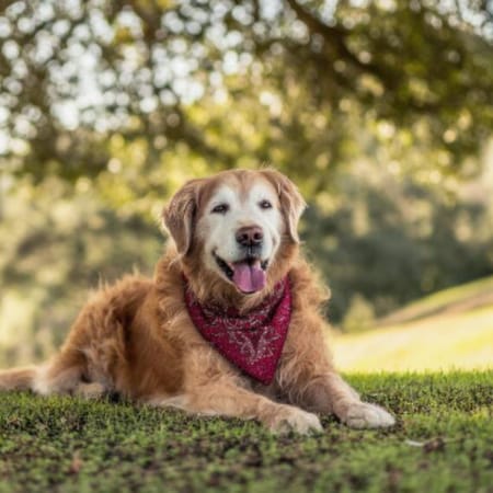 Image of: “My Senior Dog Wanders Aimlessly”: what it could mean and what to do