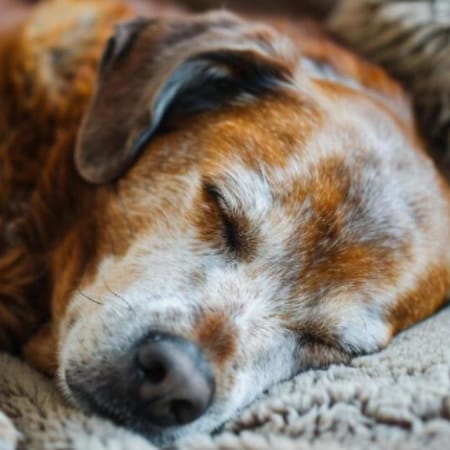 Image of: “My Senior Dog Is Losing Weight Even Though They’re Eating”: what it could mean and what to do