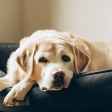 Image of: “My Senior Dog Is Gaining Weight Without Eating More”: what it could mean and what to do