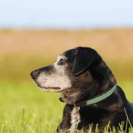 Image of: “My Senior Dog Doesn’t Respond When I Call Them”: what it could mean and what to do