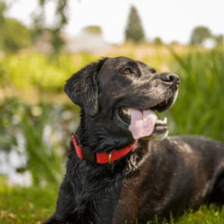 Image of: “My Senior Dog Sleeps All Day”: what it could mean and what to do