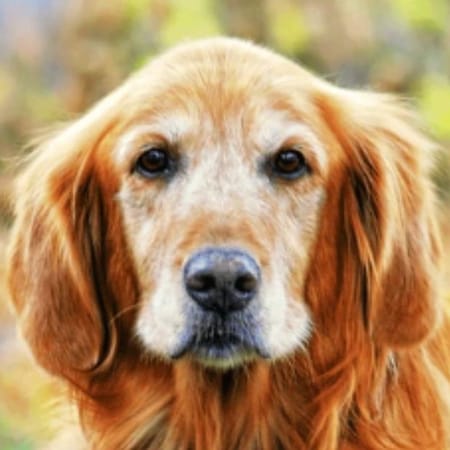 Image of: “My Senior Dog Stares at the Wall”: what it could mean and what to do