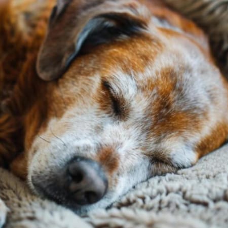 Image of: “My Senior Dog’s Poop Is Suddenly Very Dark”: what it could mean and what to do