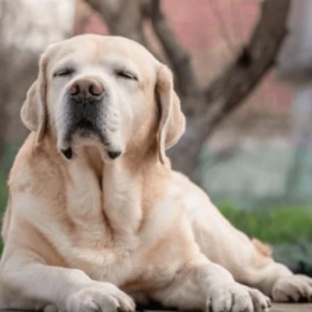 Image of: “My Senior Dog’s Eyes Look Cloudy”: what it could mean and what to do