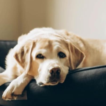 Image of: “My Senior Dog Bumps Into Things”: what it could mean and what to do