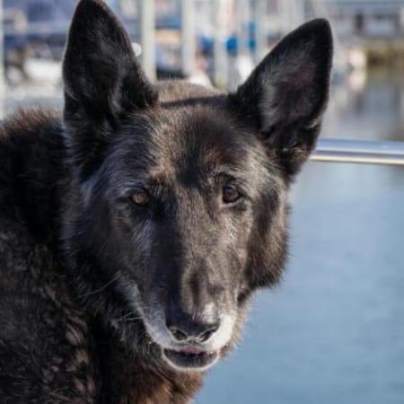 Image of: “My Senior Dog Keeps Shaking Their Head”: what it could mean and what to do