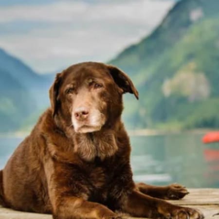 Image of: “My Senior Dog Is Drooling More Than Usual”: what it could mean and what to do