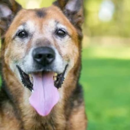 Image of: “My Senior Dog Is Having Accidents Right After Coming Inside”: what it could mean and what to do