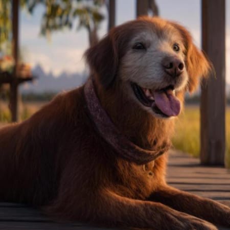 Image of: “My Senior Dog Is Coughing at Night”: what it could mean and what to do