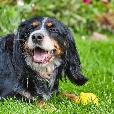 Image of: “My Senior Dog Keeps Vomiting Yellow Foam”: what it could mean and what to do