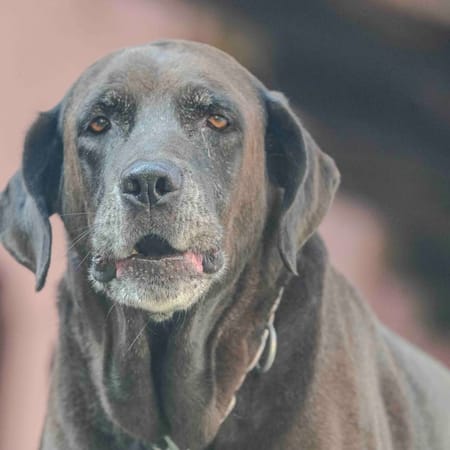 Image of: “My Senior Dog Is Barking at Nothing”: what it could mean and what to do