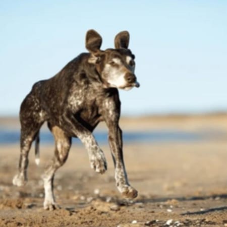 Image of: Why Does My Senior Dog Bunny Hop When Running?