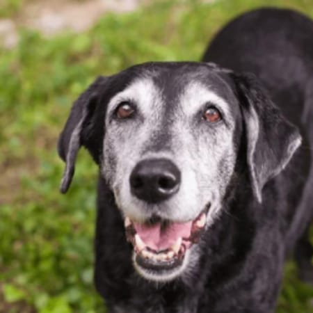 Image of: “My Senior Dog’s Gums Look Pale”: What It Could Mean and What to Do