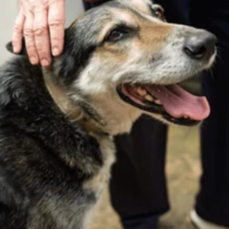 Image of: “My Senior Dog Seems More Clingy Than Usual”: what it could mean and what to do