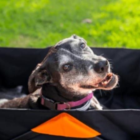 Image of: My Senior Dog Keeps Falling: When It’s Time for Immediate Vet Help